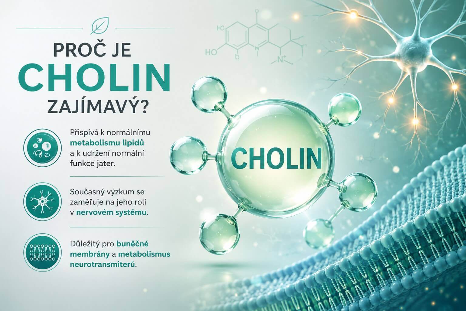 Cholin, nervy, játra,metabolismus